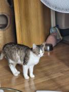 2 Katzenbaby sind beide 8 Monate alt heißen Tommy 