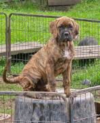 Cane Corso Boxer welpen 