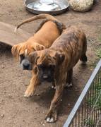 Cane Corso Boxer welpen 