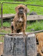 Cane Corso Boxer welpen 