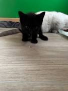 Bkh mix kitten 