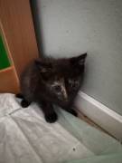 Bkh mix kitten 