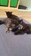 Bkh mix kitten 