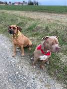 Boerboel - American Bully xl