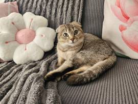 Nala sucht zuhause 