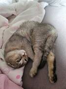 Nala sucht zuhause 