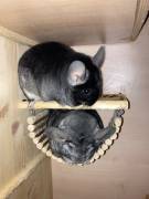 3 Chinchilla-Mädels