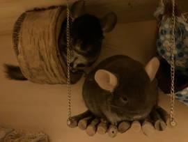 3 Chinchilla-Mädels