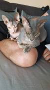 Don Sphynx Katzen Mädchen 
