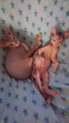 Don Sphynx Katzen Mädchen 