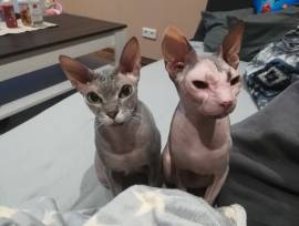 Don Sphynx Katzen Mädchen 