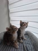 2 weibliche Kitten suchen liebevolles Zuhause 