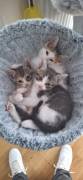 2 weibliche Kitten suchen liebevolles Zuhause 