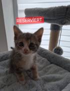 2 weibliche Kitten suchen liebevolles Zuhause 