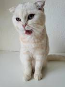 Wunderschöne kleine katze