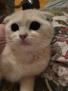 Wunderschöne kleine katze