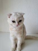 Wunderschöne kleine katze