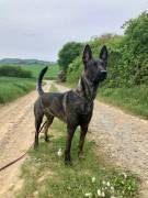 Schöne Malinois Herder Hündin sucht neues Rudel