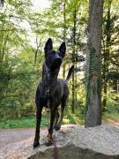 Schöne Malinois Herder Hündin sucht neues Rudel