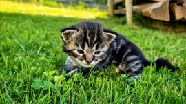 Reinrassiges Maine Coon Mädchen