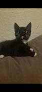 Süsse verspielte Katzenbabys