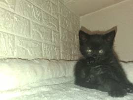 Süsse verspielte Katzenbabys