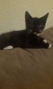 Süsse verspielte Katzenbabys