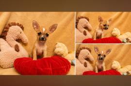 Chihuahua Welpen suchen ihr Glück