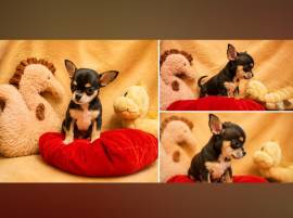 Chihuahua Welpen suchen ihr Glück