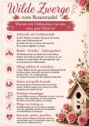 Chihuahua Welpen suchen ihr Glück