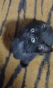 Kitten Mix 