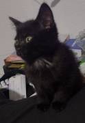 Kitten Mix 