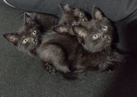Kitten Mix 