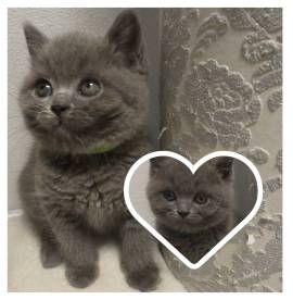 Wunderschöne Britisch Kurzhaar (BKH) Kitten suchen