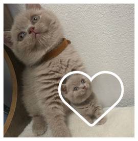 Wunderschöne Britisch Kurzhaar (BKH) Kitten suchen