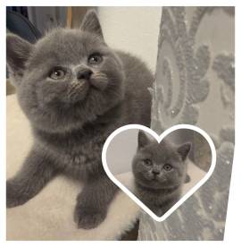 Wunderschöne Britisch Kurzhaar (BKH) Kitten suchen