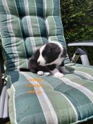 Reinrassige Border Collie Welpen 