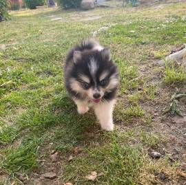 Zwergspitz Pomsky