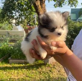 Zwergspitz Pomsky