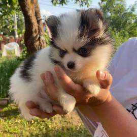 Zwergspitz Pomsky