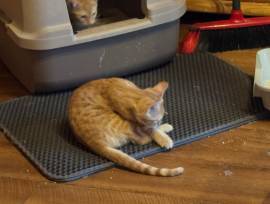 Junger rote Katzen abzugeben