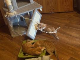 Junger rote Katzen abzugeben