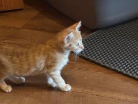 Junger rote Katzen abzugeben