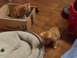 Junger rote Katzen abzugeben