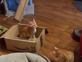 Junger rote Katzen abzugeben