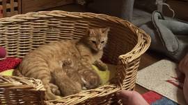 Junger rote Katzen abzugeben