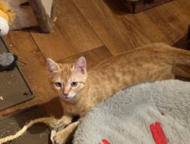 Junger rote Katzen abzugeben