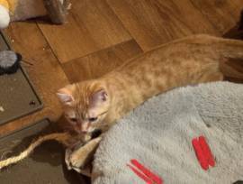 Junger rote Katzen abzugeben