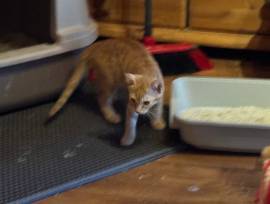 Junger rote Katzen abzugeben
