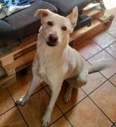 Kelly, 2 Jahre, sucht Happy-Home